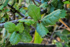 Quercus wislizeni frutescens