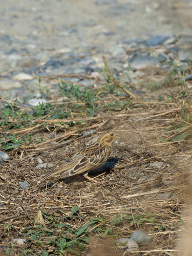 Yellowhammer