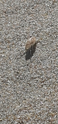 European Sand Hopper