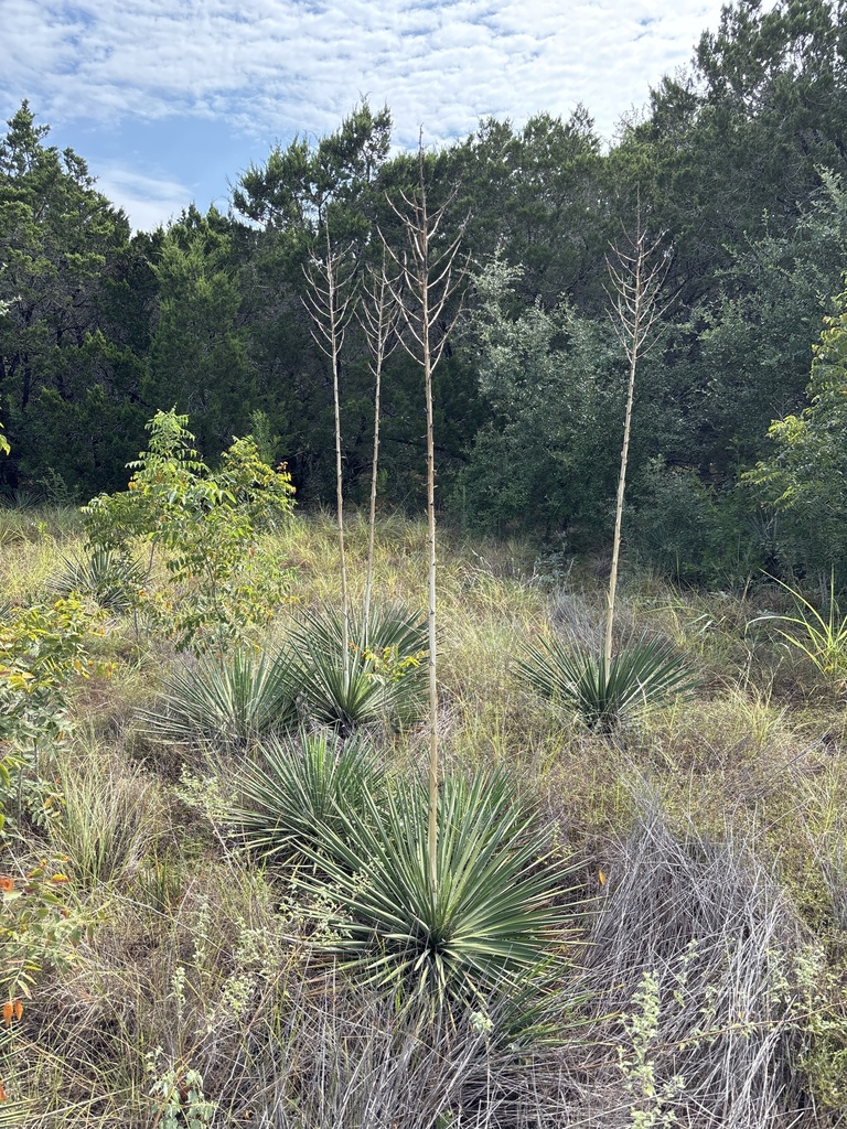 Yucca constricta, Northwest Side, Helotes, TX, US