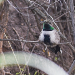 Oreotrochilus leucopleurus