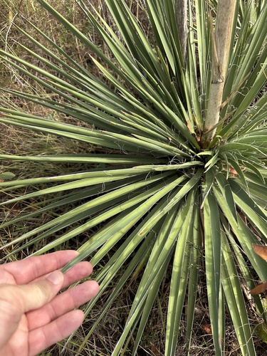 Yucca constricta