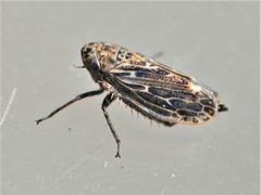 Euscelis incisus