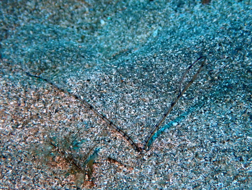 Mesochaetopterus observed 2026-08-25