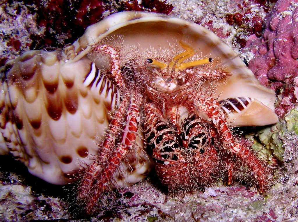 Reticulated Hawaiian Hermit Crab