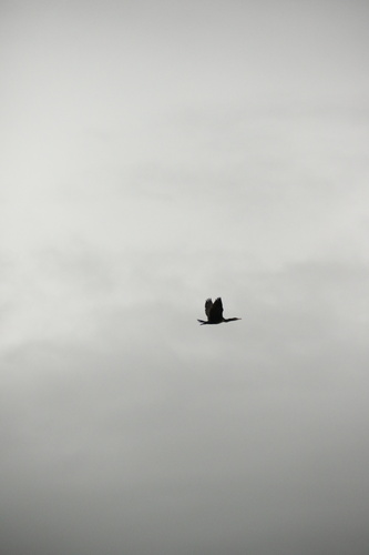 Great Cormorant