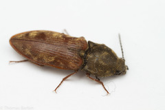 Prosternon bombycinum