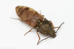 Prosternon bombycinum