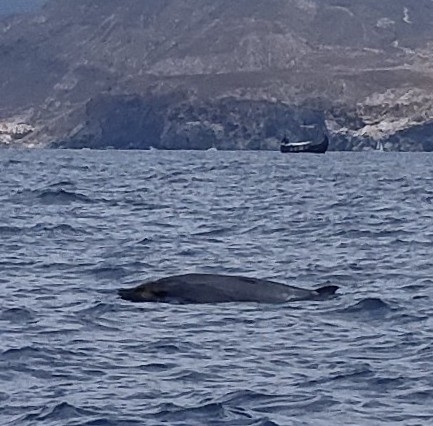 Mesoplodon densirostris