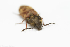 Prosternon bombycinum