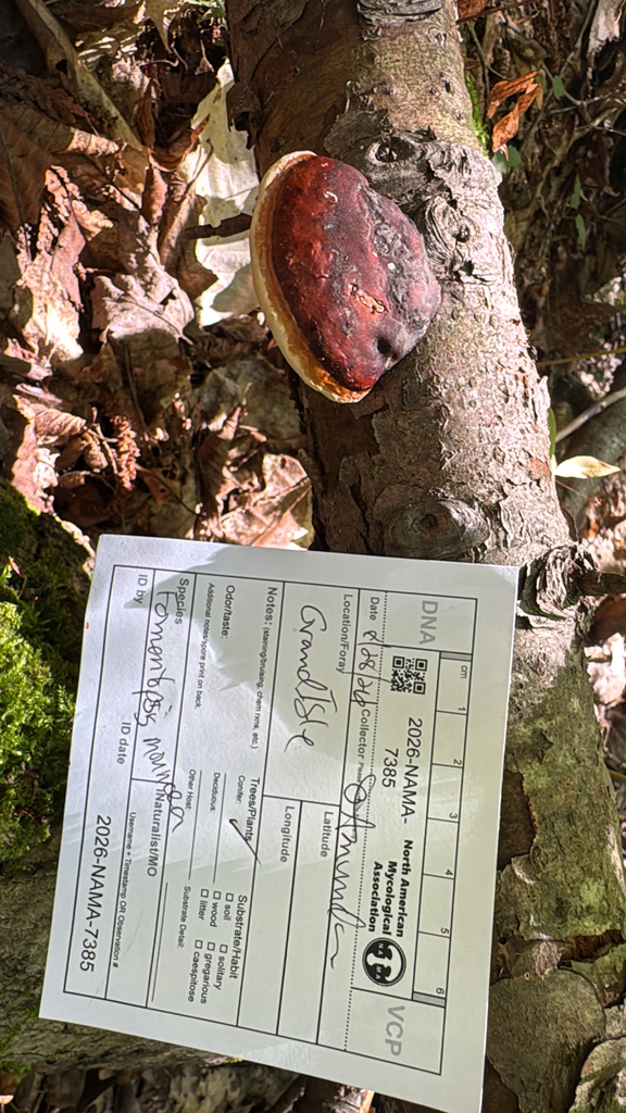 Northern Red Belt · August 2026 · photo: Photo: (c) prrothe, some rights reserved (CC BY) · iNaturalist