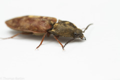 Prosternon bombycinum