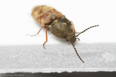 Prosternon bombycinum