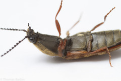 Prosternon bombycinum