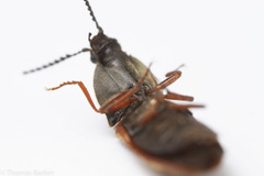 Prosternon bombycinum