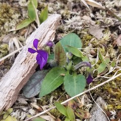 Viola fimbriatula