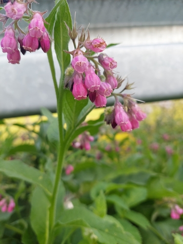 common comfrey