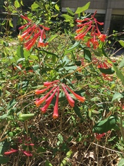 Lonicera sempervirens sempervirens