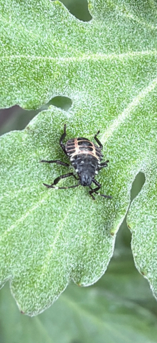 Brown Marmorated Stink Bug