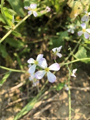 Raphanus sativus raphanistroides