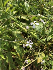 Raphanus sativus raphanistroides