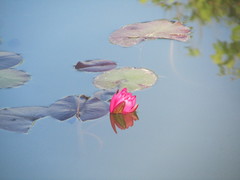 Nymphaea rubra