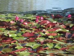 Nymphaea rubra