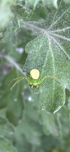 Triangle Crab Spider