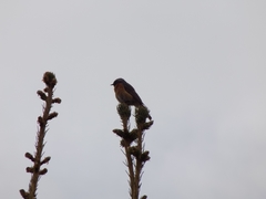 Phoenicurus phoenicurus