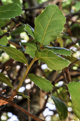 Quercus wislizeni frutescens