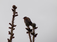 Phoenicurus phoenicurus