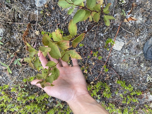 Spiraea lucida, photograph 5