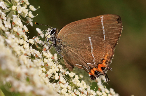 White-letter Hairstreak