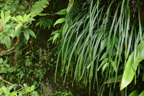 Haplopteris flexuosa observed 2026-08-28