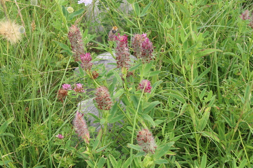 Trifolium rubens, photograph 6