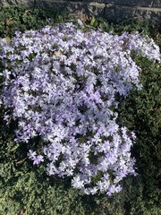 Phlox subulata