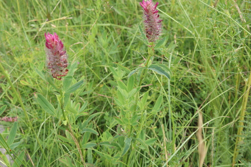 Trifolium rubens, photograph 5