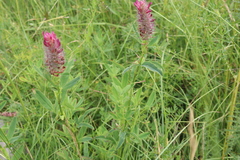 Trifolium rubens, photograph (c) Edmundas Greimas, some rights reserved (CC BY)