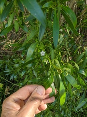 Myoporum acuminatum