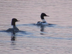 Mergus merganser