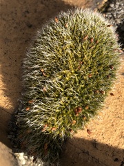 Grimmia pulvinata