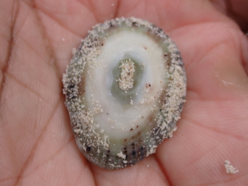 Fissurella virescens, 2026-08-27