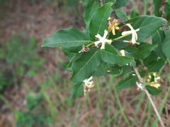 Oxyceros longiflorus