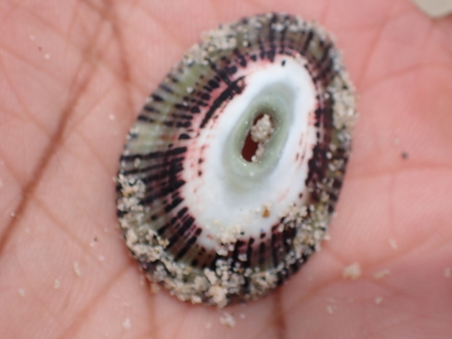 Fissurella virescens, 2026-08-27