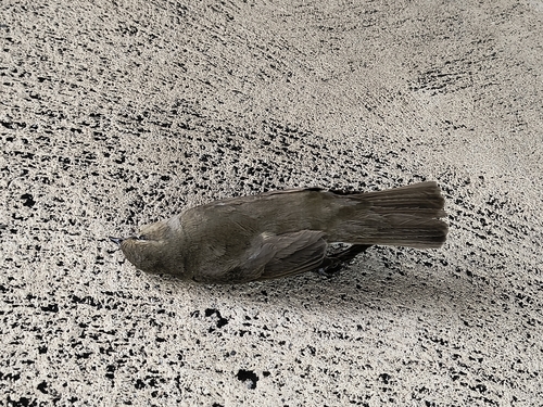 Garden Warbler