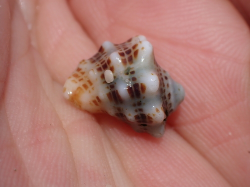 Mancinella speciosa, 2026-08-27