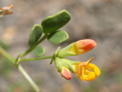 Acmispon maritimus