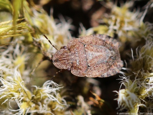 Sciocore des prairies