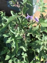 Solanum dimidiatum