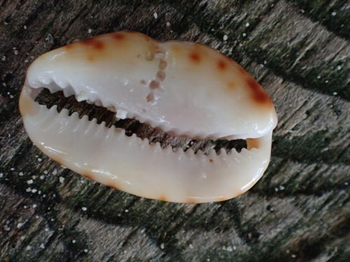 Pseudozonaria arabicula observed 2026-08-27